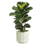 facet rond 26cm vert thé